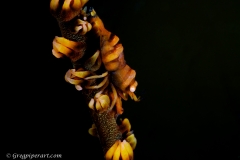 Copyrighted