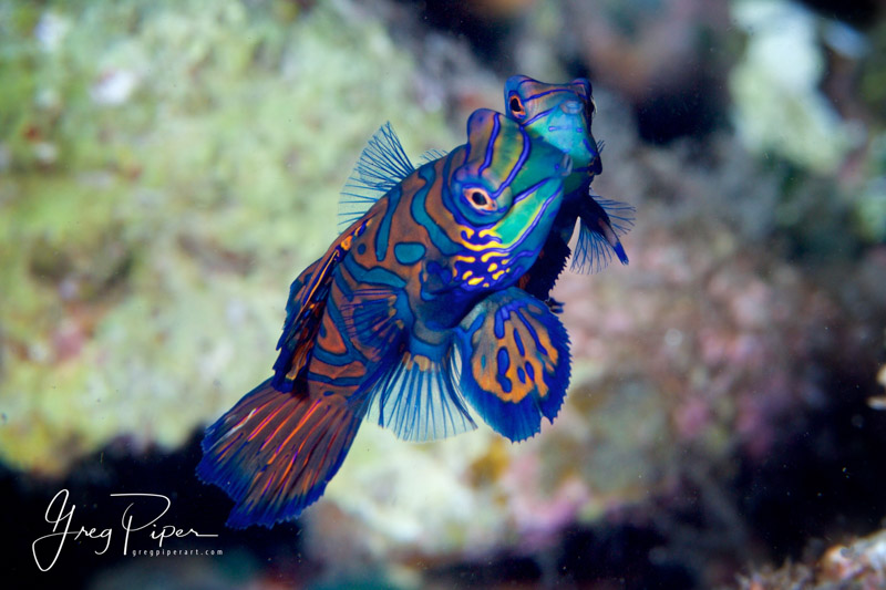 MANDARIN MAGIC IN DUMAGUETE, PHILIPPINES.