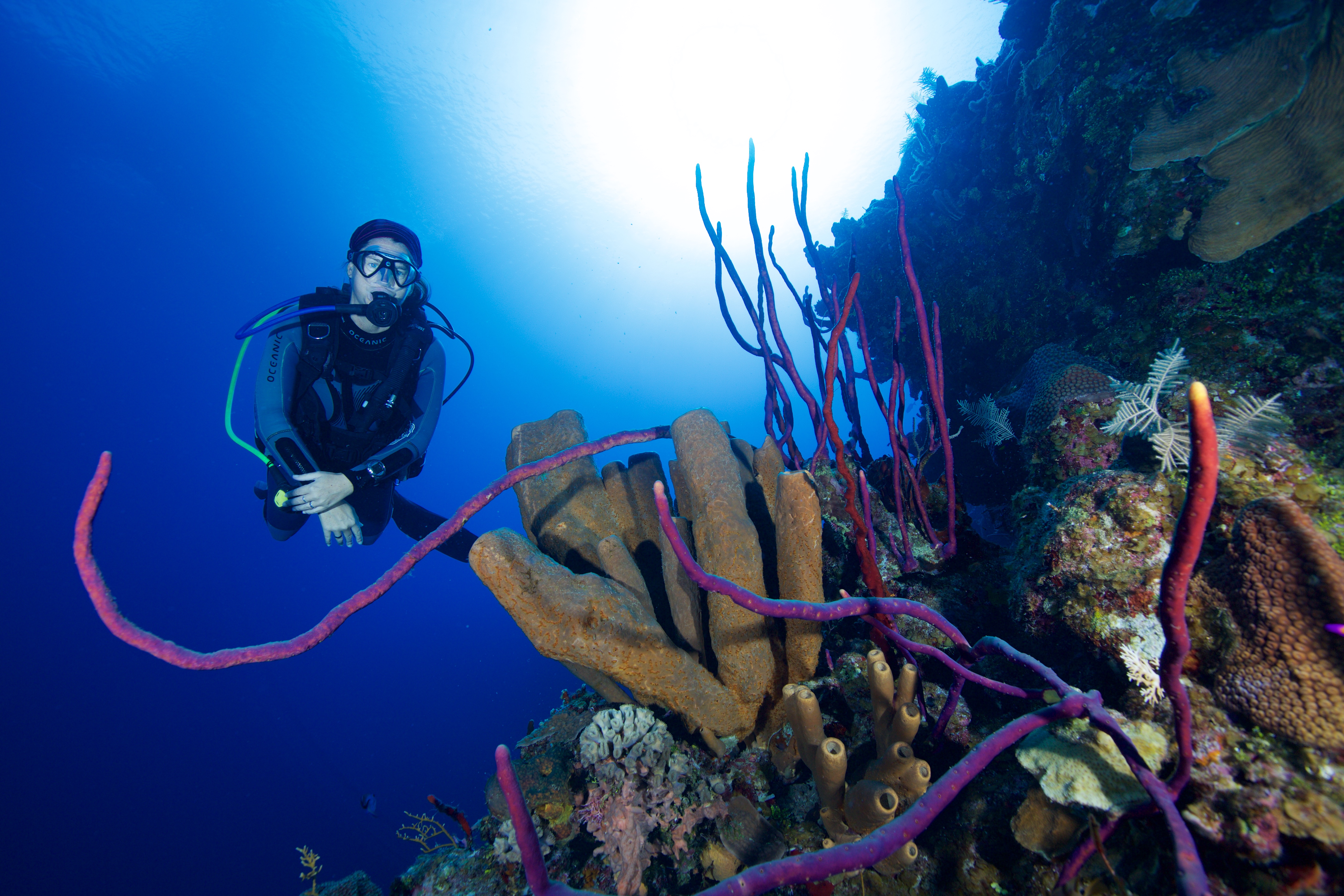 Jamaica April 20-27th, 2019 to explore the reefs of Negril.